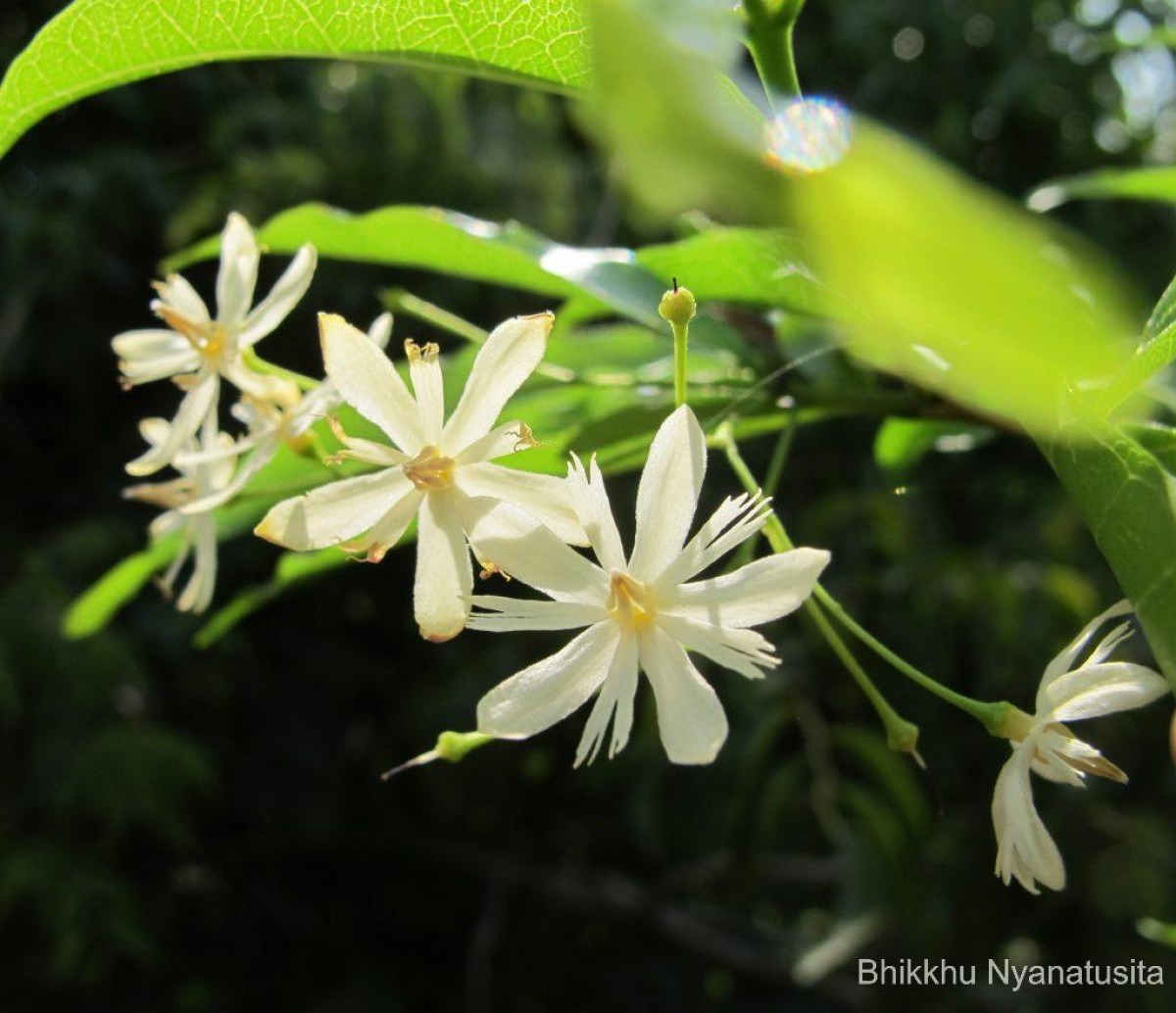 Wrightia angustifolia Thwaites